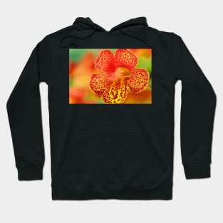 Mimulus  &amp;#39;Magic Yellow Flame&amp;#39;  Monkey flower Hoodie